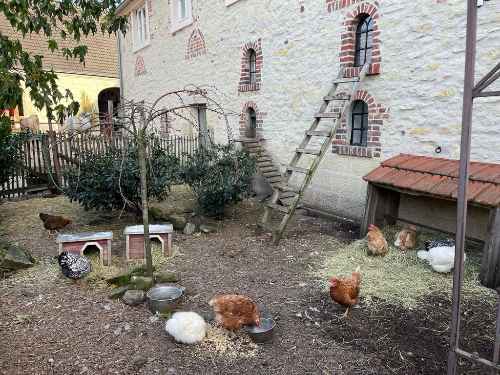 Gut Feismann Darup - Foto mit Hühnern